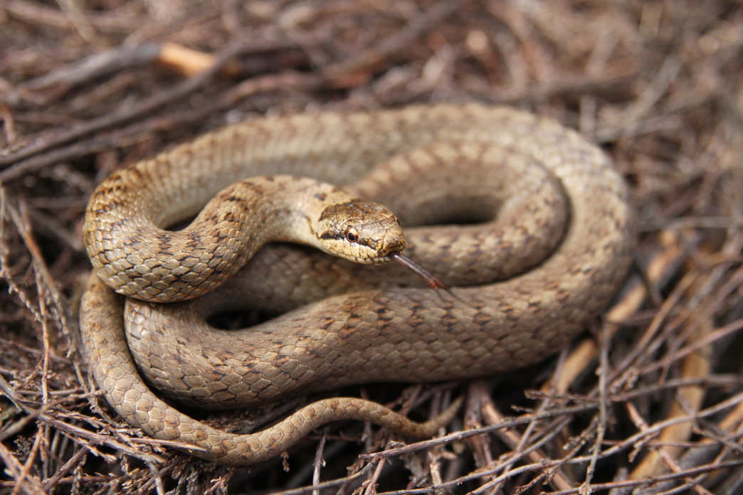  Identify UK snakes | The Wildlife Trusts